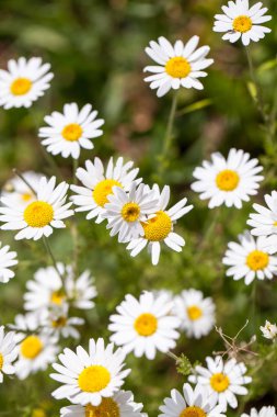 Yabani papatya (Matricaria chamomilla) alanında doğal arka plan ile