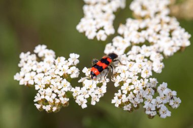 Achillea millefolium bitki ve doğal arka plan ile hata