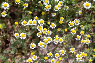 Yabani papatya (Matricaria chamomilla) alanında doğal arka plan ile 