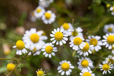 Yabani papatya (Matricaria chamomilla) alanında doğal arka plan ile 