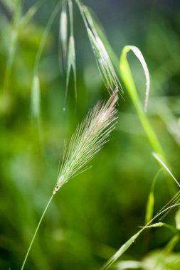 Kulakları ve yaprak dokusu yumuşak odak ile