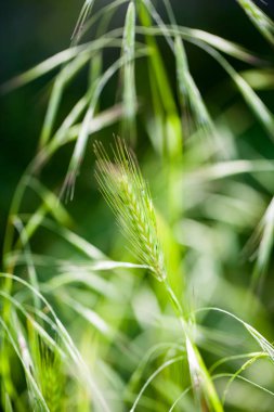 Kulakları ve yaprak dokusu yumuşak odak ile