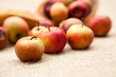 Küçük, Kırmızı elma ile çuval bezi doku içinde belgili tanımlık geçmiş