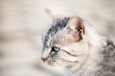 Güzel gri kedi portresi