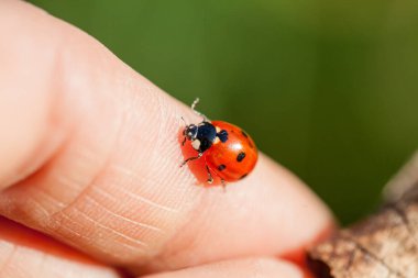 İnsan elinde küçük bayan böcek