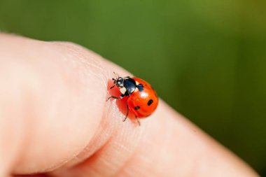İnsan elinde küçük bayan böcek