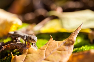 sonbahar Bahçe sarı yapraklar üzerinde küçük kahverengi kertenkele