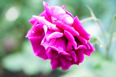 detayları ile renkli, güzel, narin gül 