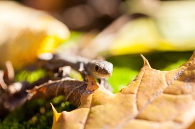 sonbahar Bahçe sarı yapraklar üzerinde küçük kahverengi kertenkele