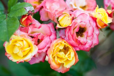 detayları ile renkli, güzel, narin gül 