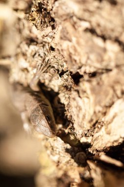 sonbahar Bahçe küçük kahverengi kertenkele yakın çekim