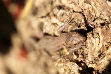 Sonbahar bahçe kahverengi kertenkele