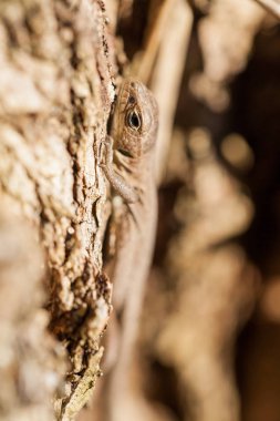 Sonbahar bahçe kahverengi kertenkele