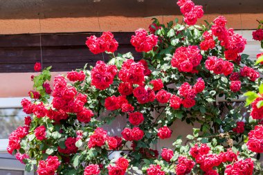 detayları ile renkli, güzel, narin gül 