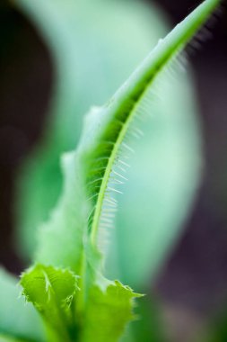 Yaprak doku ve yumuşak odak yeşil, soyut kompozisyonu