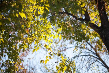 Gökyüzü arka plan ile renkli sarı sonbahar yaprakları