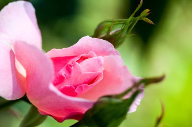 detayları ile renkli, güzel, narin gül 