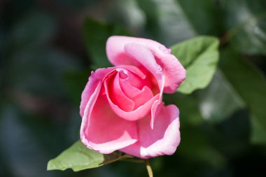 detayları ile renkli, güzel, narin gül 