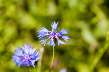  Bachelor's düğmesini (centaurea cyanus) çiçek açtı buğday 