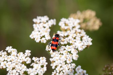 Beyaz çiçekler üzerinde oturan hata kırpılmış görünümü