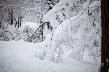 Kış peyzaj Park - Ayrıntılar