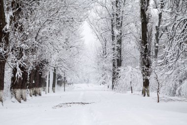 Kar kış ormandaki ağaçlar kaplı