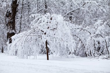 Karla kaplı ağaçlar, doğal arka plan ile kış ahşap