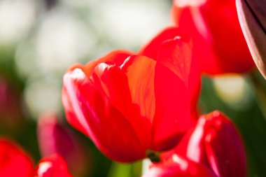 Bulanık yeşil arka plan üzerinde parlak kırmızı laleler