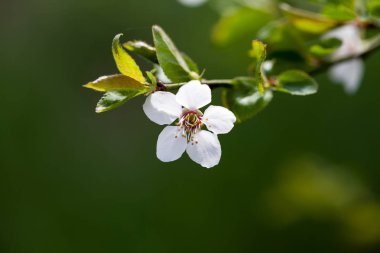 Dal üzerinde küçük beyaz çiçek