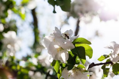 Beyaz çiçeklerle açan elma ağacının yakın çekim