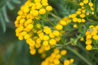 portre sarı çiçek