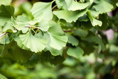 Ginko biloba ağaç yaprakları