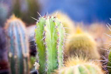 Dikenli kaktüs grubu, yakın çekim