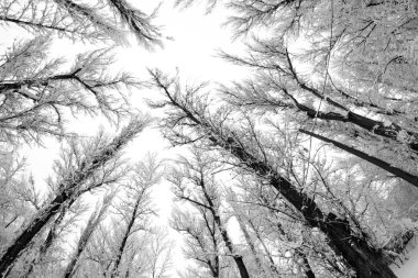 Peyzaj Park kar yağışı