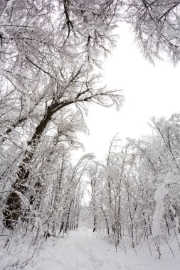 Peyzaj Park kar yağışı