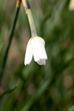Beyaz narcissus çiçek yakın çekim