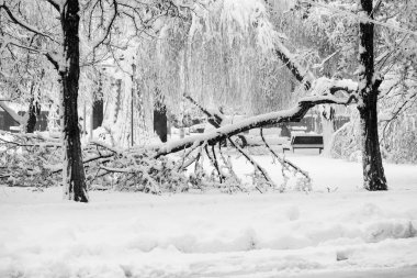 Peyzaj Park kar yağışı