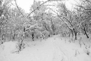 Peyzaj Park kar yağışı