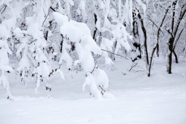 Peyzaj Park kar yağışı