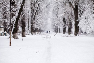 Peyzaj Park kar yağışı