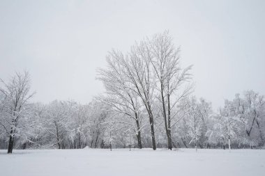 Peyzaj Park kar yağışı