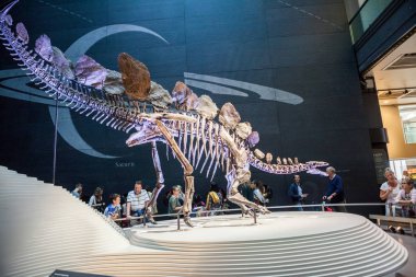 Londra, İngiltere, Doğal Tarih Müzesi - en eksiksiz stegosaurus