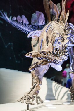 Londra, İngiltere, Doğal Tarih Müzesi - en eksiksiz stegosaurus