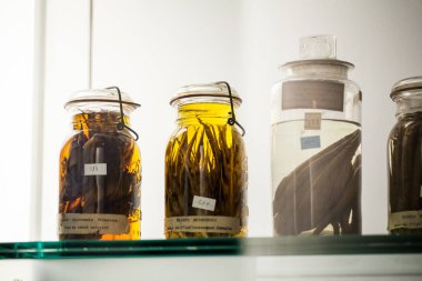 Londra, İngiltere, Doğal Tarih Müzesi - korunmuş hayvanlar ve türler, laboratuvar ayrıntıları