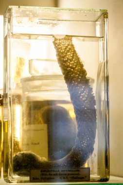 Londra, İngiltere, Doğal Tarih Müzesi - korunmuş hayvanlar ve türler, laboratuvar ayrıntıları