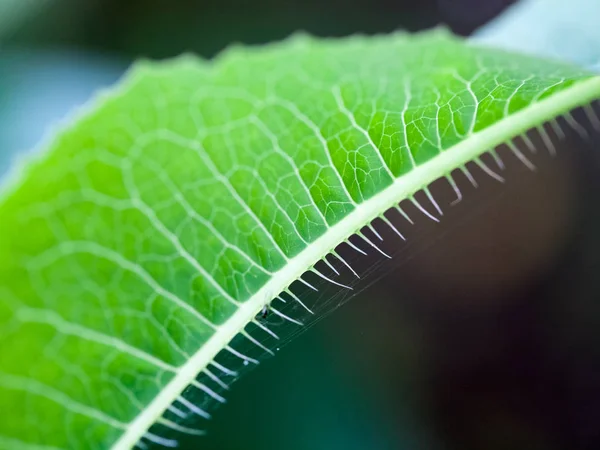 Composição Verde Abstrata Com Textura Foliar Foco Suave — Fotografia de Stock