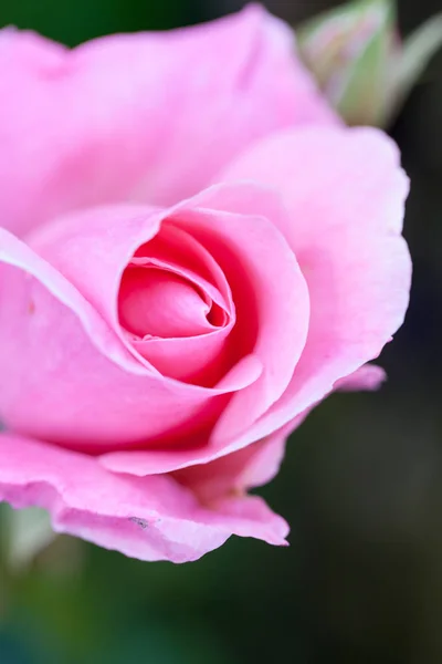 Kleurrijke Mooie Delicate Rose Met Details — Stockfoto