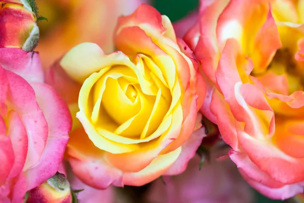 Rosa Colorata Bella Delicata Con Dettagli — Foto Stock