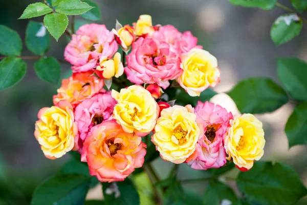 Rosa Colorata Bella Delicata Con Dettagli — Foto Stock