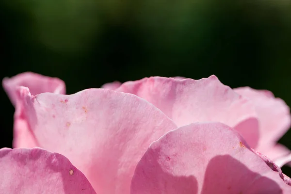 Rosa Colorida Hermosa Delicada Con Detalles —  Fotos de Stock